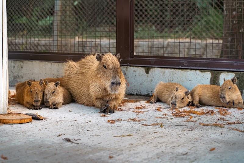 斑比山丘 - 宜蘭冬山鄉親子景點