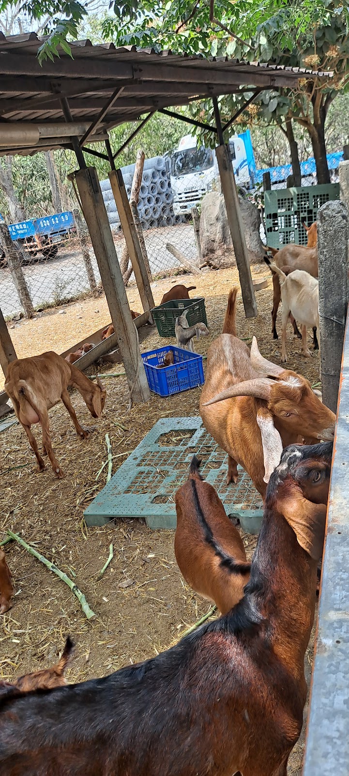 囍羊羊牧場 - 屏東萬巒鄉親子景點