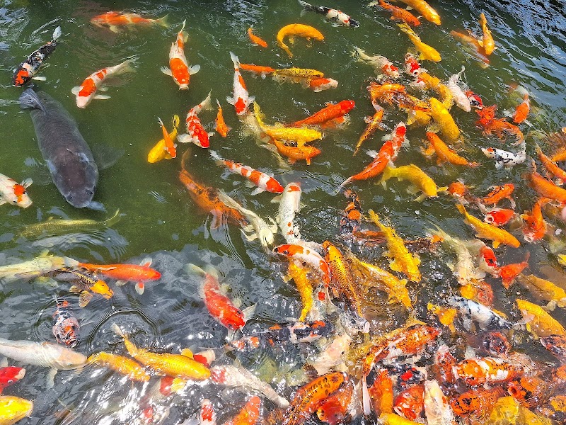 千巧谷牛樂園牧場 - 雲林親子景點