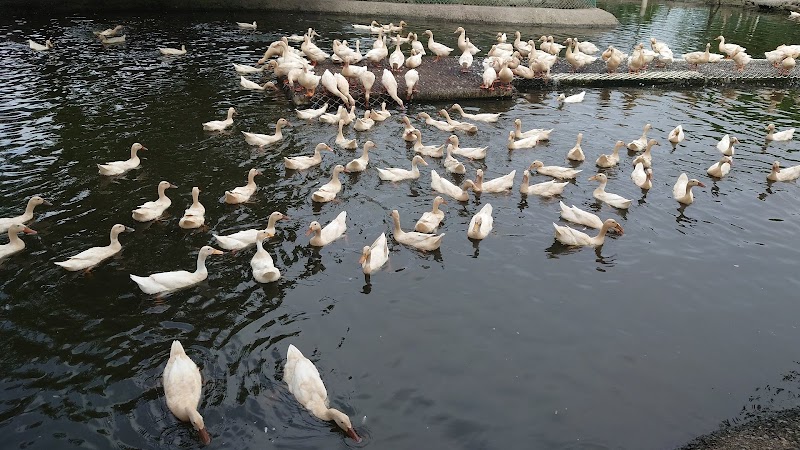 鴨寮故事館 - 宜蘭親子景點