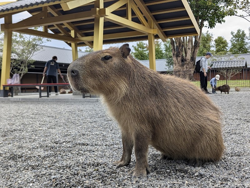 張美阿嬤農場 - 宜蘭三星鄉親子景點