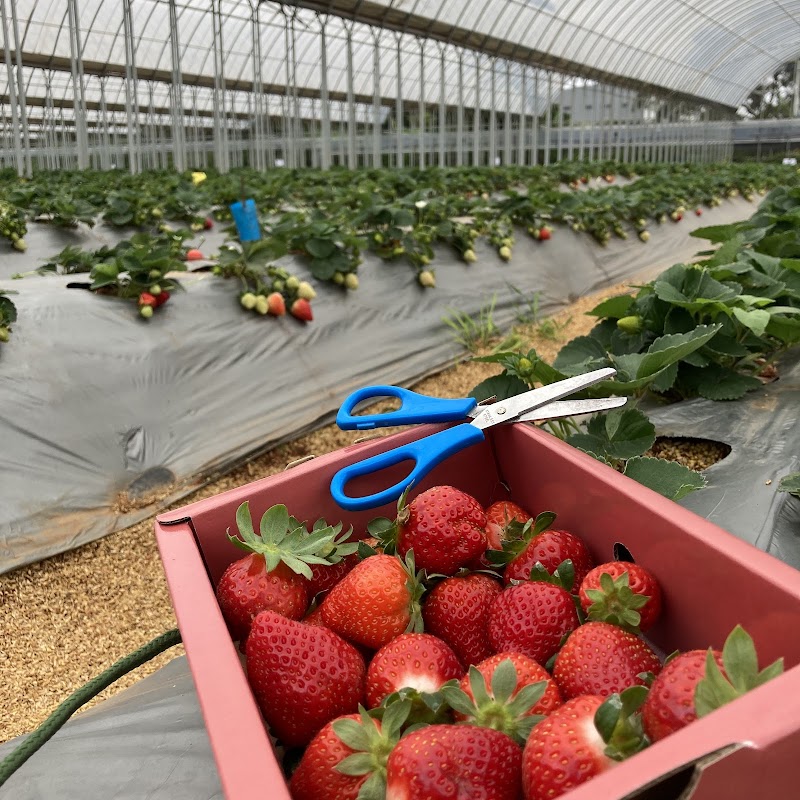 桃園青埔草莓學校 - 桃園大園區親子景點