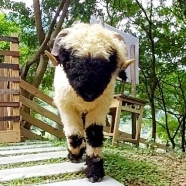 哈比丘茶樹森林 - 苗栗銅鑼鄉親子景點