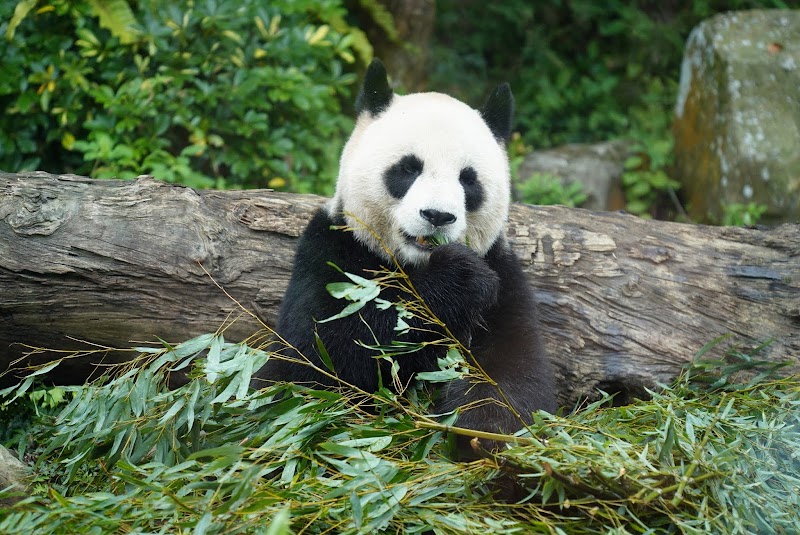 台北市立動物園貓熊館 - 台北文山區親子景點