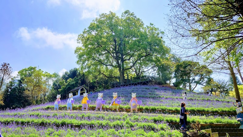 新社薰衣草森林 - 台中新社區親子景點