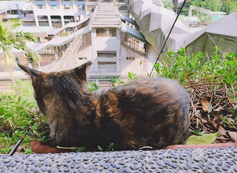 猴硐貓村 - 新北瑞芳區親子景點